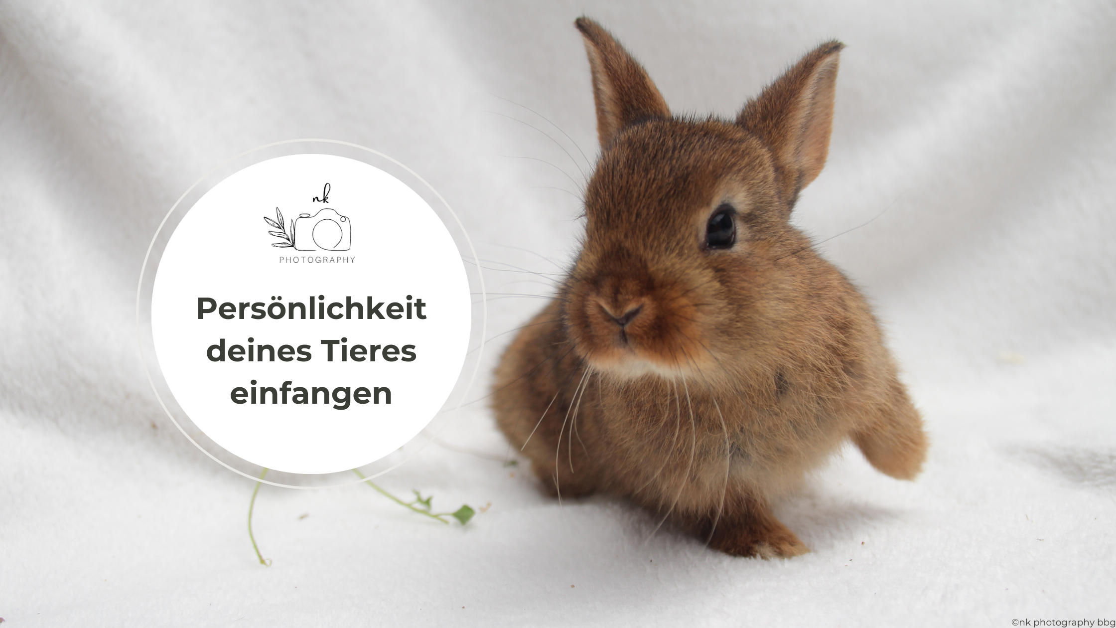 Tipps zum Einfangen der Persönlichkeit eurer Tiere