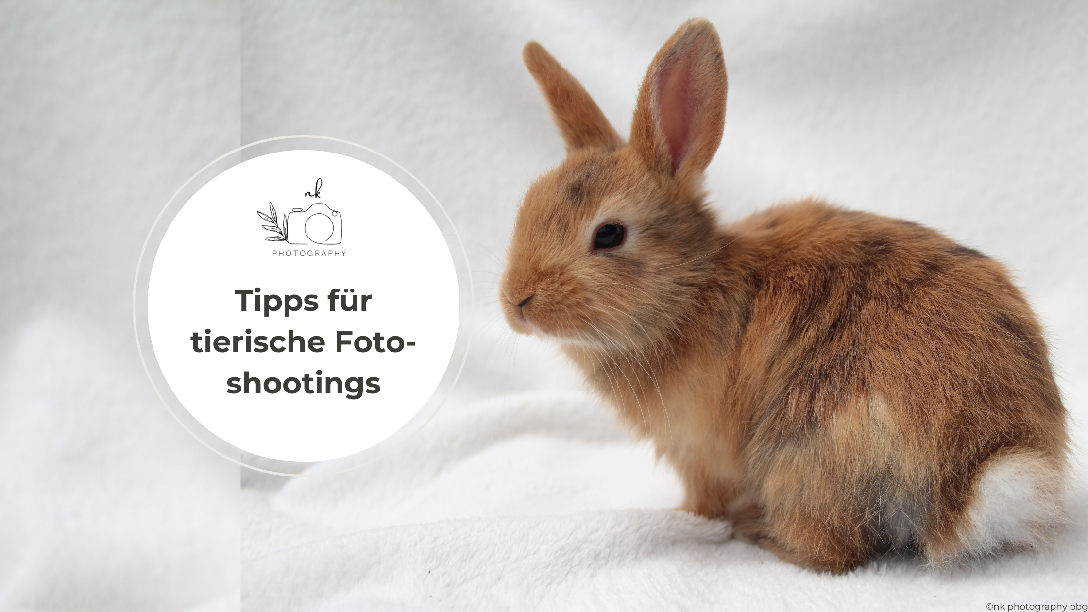 Die besten Tipps für tierische Fotoshootings